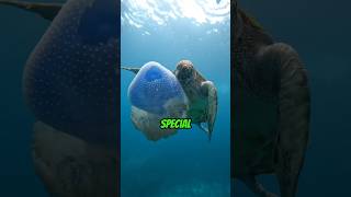 Sea turtle eating jellyfish #shorts