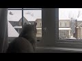 My cat’s second snow ☃️ | 25 days till Xmas