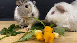 HUNGRY GUINEA PIGS ASMR by HUNGRY PETS ASMR 598 views 5 months ago 9 minutes, 23 seconds