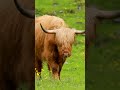 Moooo goes the COW! 🐮 #Cartoonsforkids #AnimalsforKids #LearnAnimals