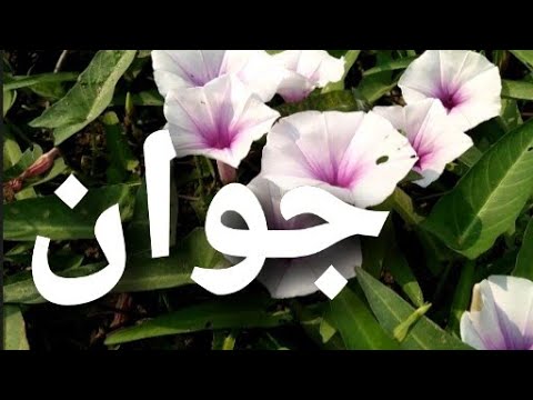 أغنية أسم جوان جوان 