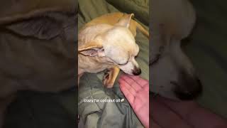 #dog #shortsfeed #shortvideo #shortsviral #chihuahua #munch #hungry #foryou