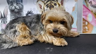 YORKIE DOG BREED GROOMING by Ser ErickRL 256 views 1 year ago 3 minutes, 42 seconds