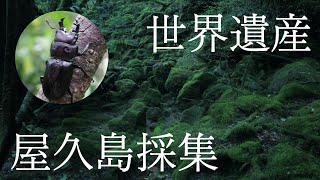 【大雨採集】屋久島にしかいないクワガタを求めて10時間過酷登山！！ヤクシマザルやヤクシカにも出会えた！最後には新シリーズ始動宣言？！！ヤクシマオニクワガタ【番外編】insect collecting