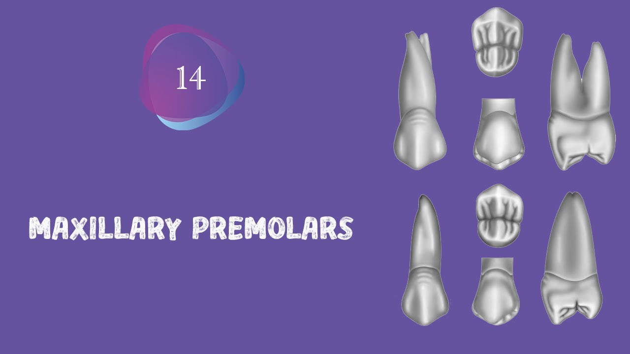 Dental anatomy "morphology" 14 (Maxillary premolars) YouTube