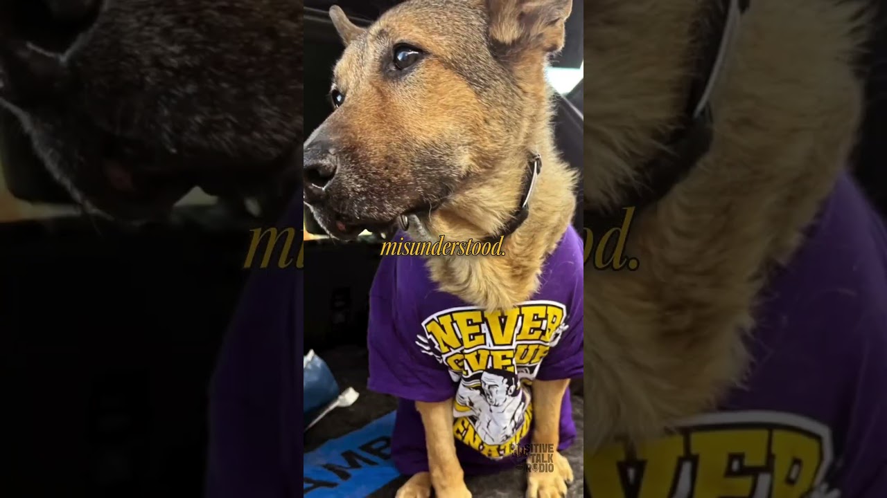 The Rescue Dog That Ended Up Rescuing Me