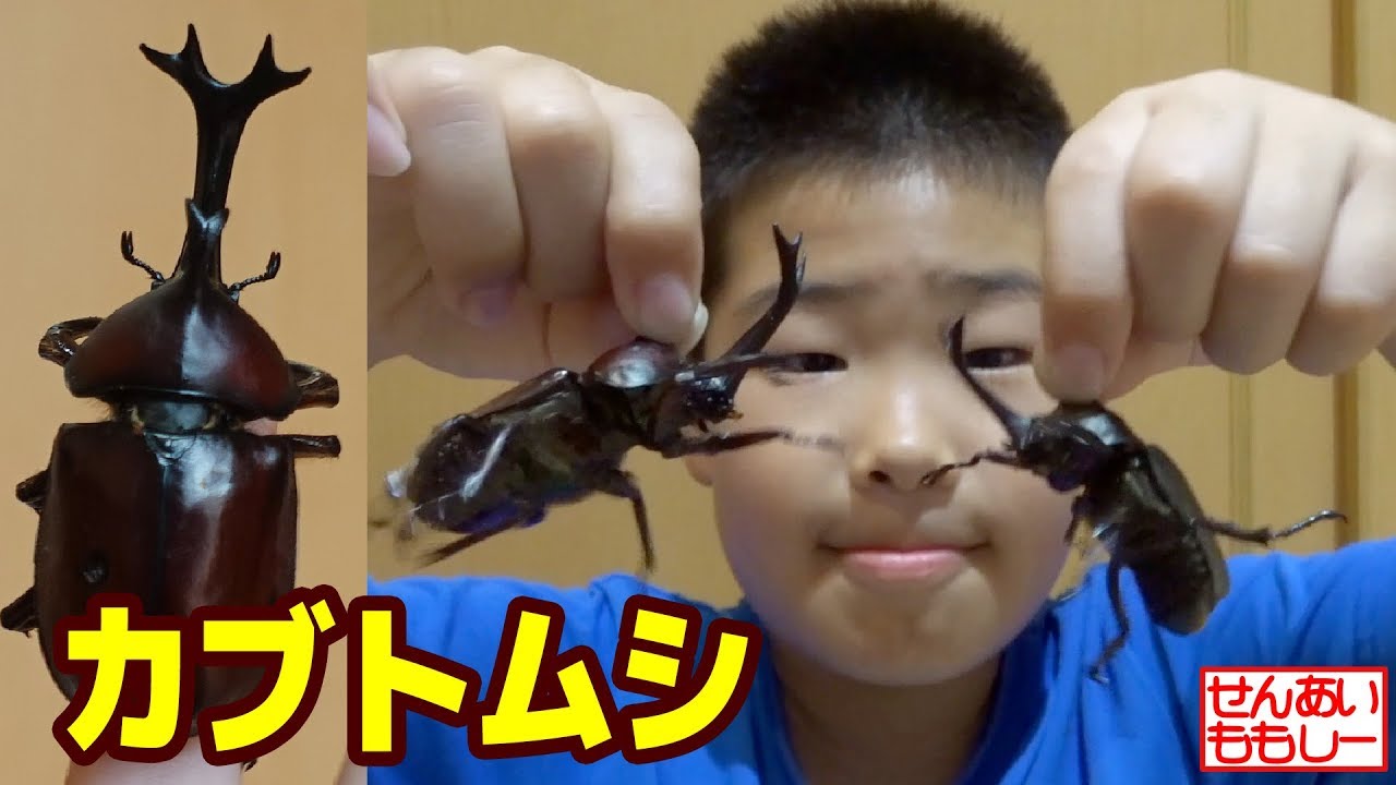 せんももカブトムシをつかまえる その2 飼育編 - YouTube