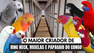 O MAIOR CRIADOR DE  RING NECK, ROSELAS, MOUSTACHE E PAPAGAIO DO CONGO  DO BRASIL | PARTE 2