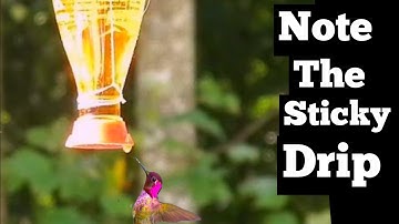 RISKY Hummingbird Feeder SEE How to Feed Hummingbirds Safe Attract Birds Hummingbird Food Recipe