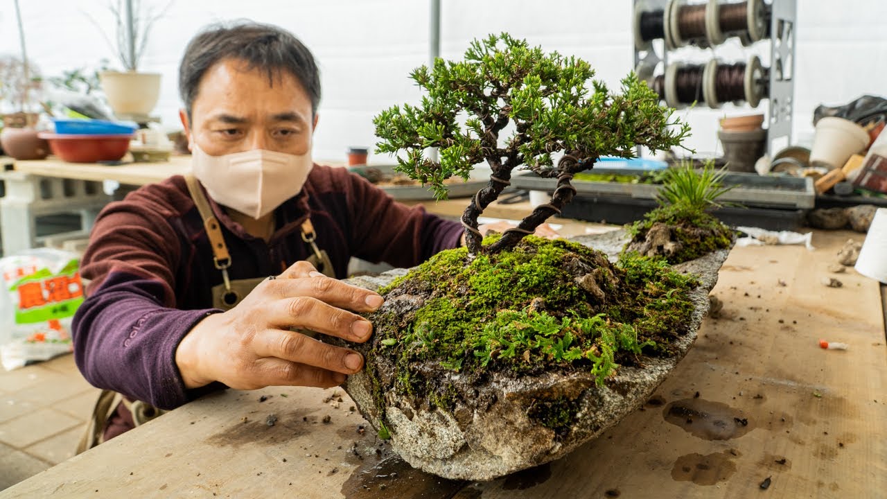 ⁣Process of Making a Bonsai Tree on a Rock. Bonsai Master in China