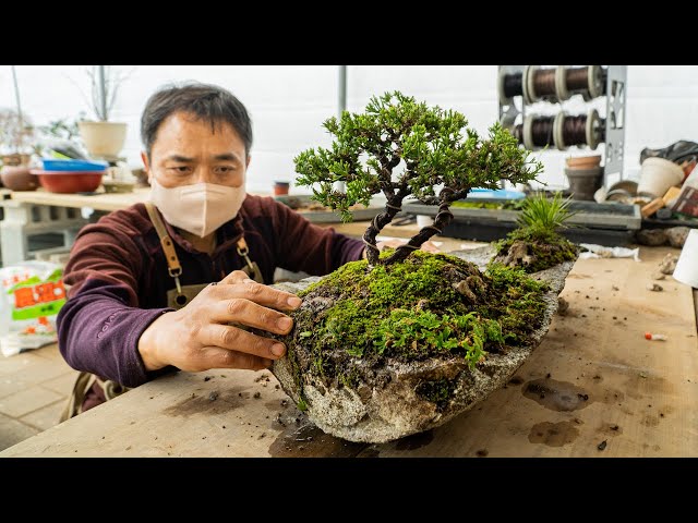 Process of Making a Bonsai Tree on a Rock. Bonsai Master in Korea class=