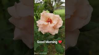 আমাদের হারানোর কিছু নাই। #islamivedio #loveallah786 #সব #unfrez #nature #goodmorning #flowers #fyp
