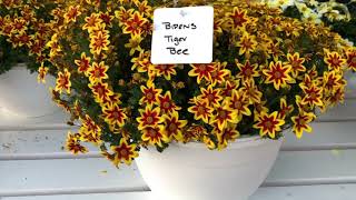 Bidens 2022 - Kientzler North America