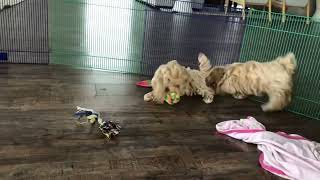 Bella's 8 week old playday video.  Maltipoo puppies, maltese poodle puppies.