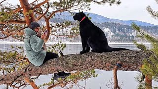 картинка: Пантера Луна. Прогулка по любимым местам (часть 1)