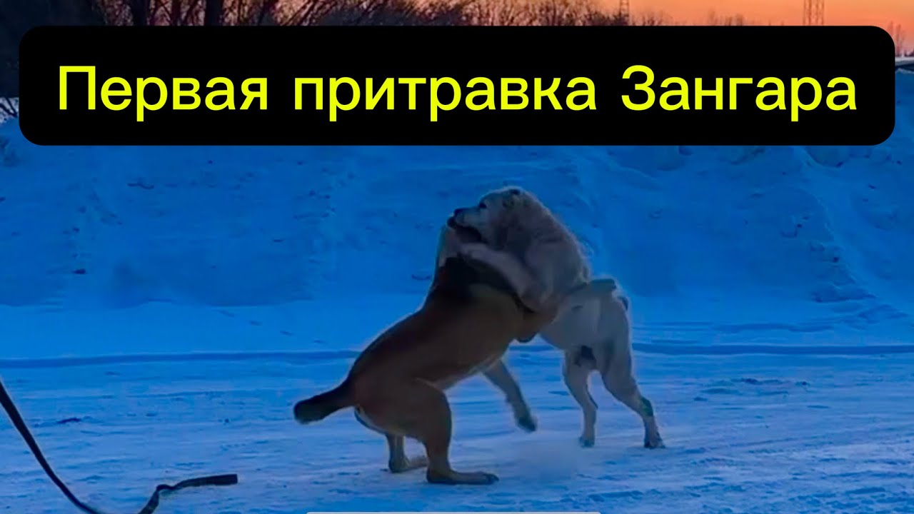 Первая притравка Зангара! Занимаемся собаками