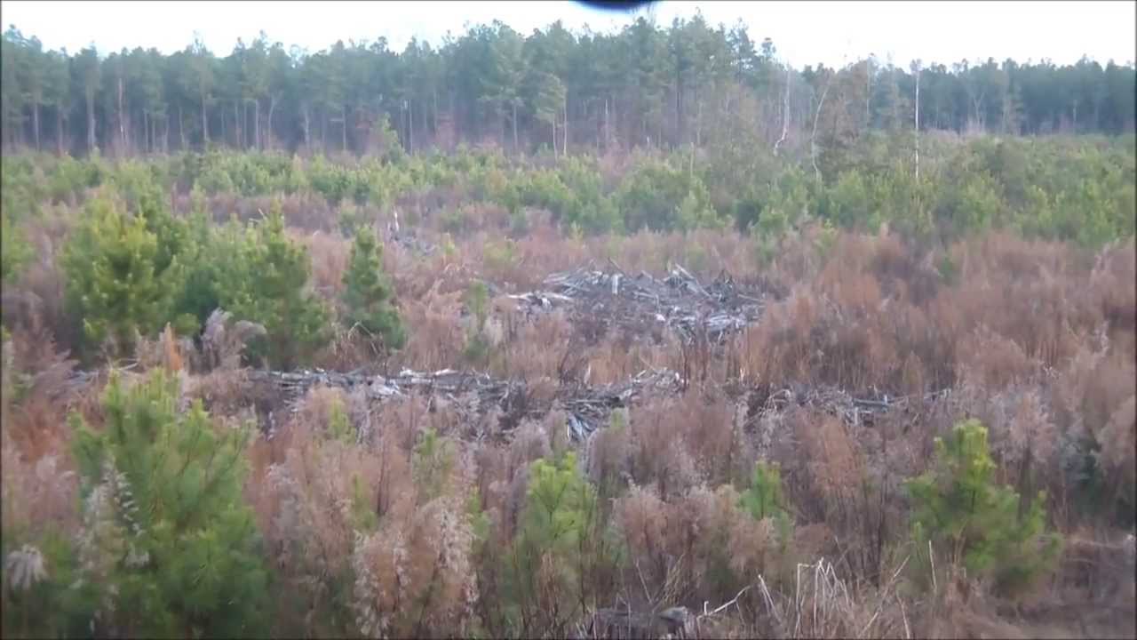 DEER HUNTING WITH DOGS SOUTHAMPTON VA. PART 2 YouTube