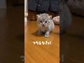 えっほえっほ！るなが伝えにいく🐾 #子猫 #猫 #猫のいる暮らし #cat #kitten