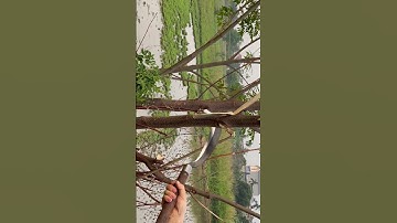 Tôi làm con dao quắm phát rẫy bằng thép trục tàu ngầm chặt cây như chặt chuối vậy thật hiếm gặp