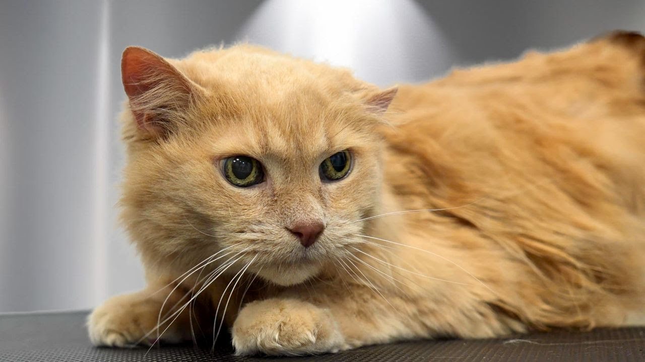 How to Groom a Cat Video: Easy Steps for a Happy Kitty Grooming