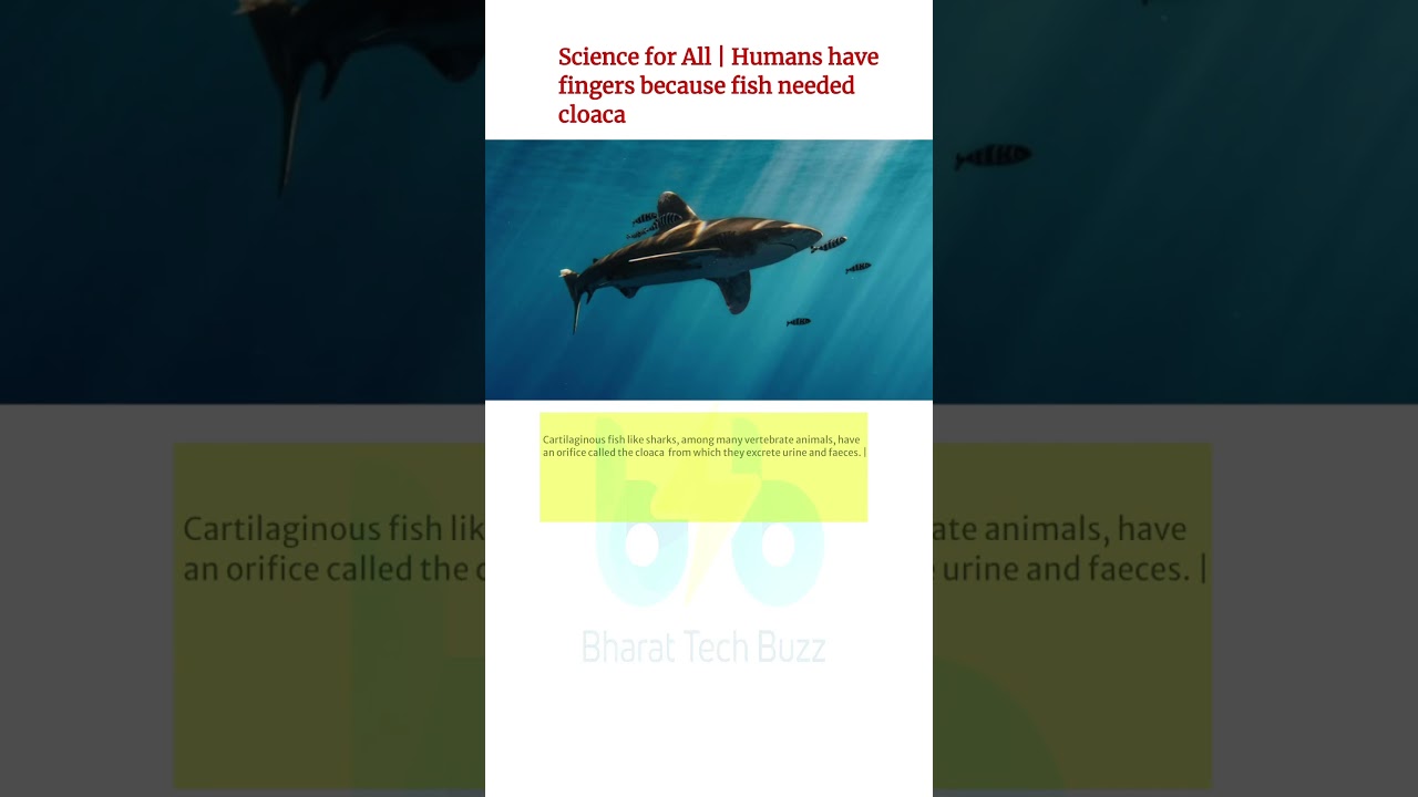 Science for All Humans have fingers because fish needed cloaca