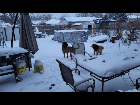  Dogs Are Happy For Our First Snow Of 2026