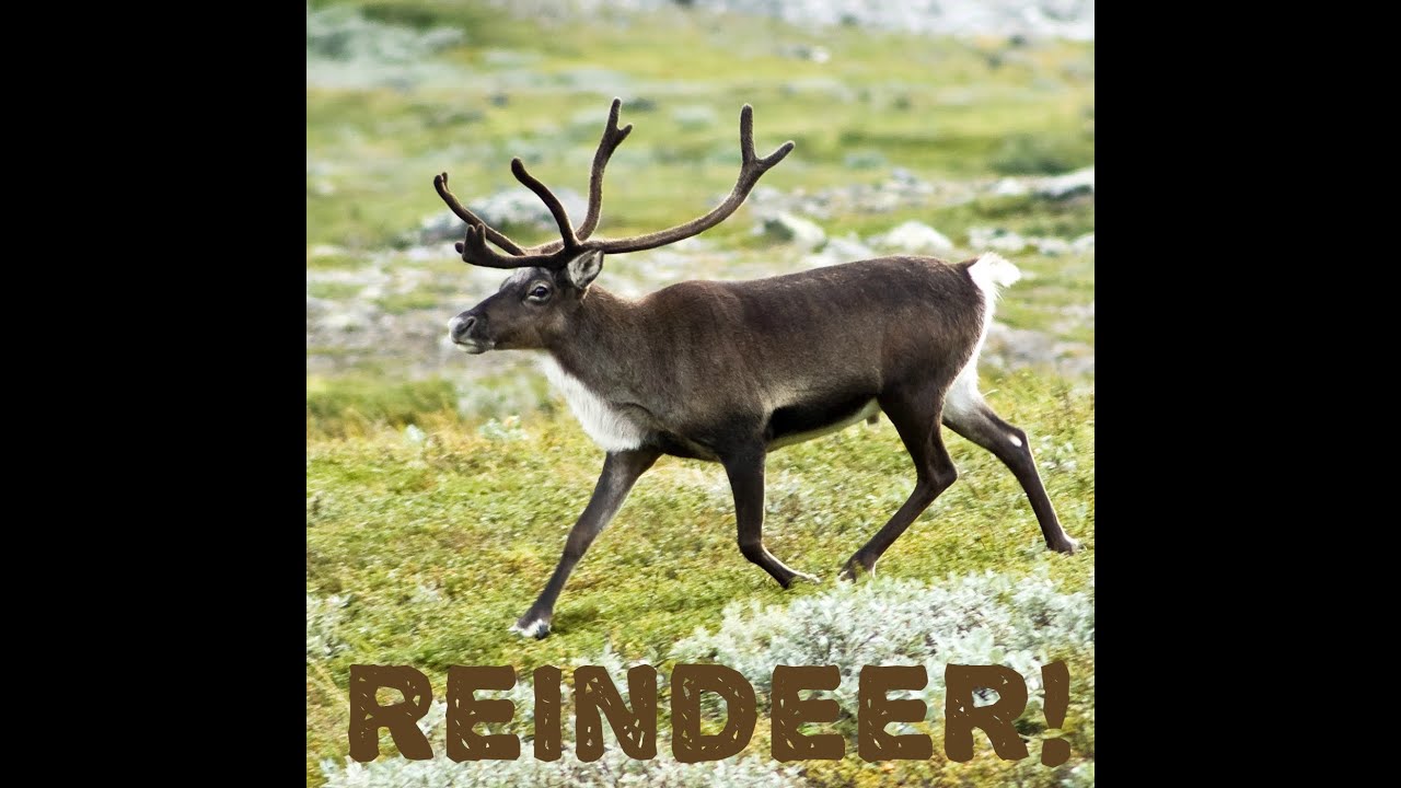 Reindeer Facts! YouTube