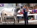 Wild Mustang Makeover training