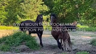 Reunited Mares and Mare with Foal