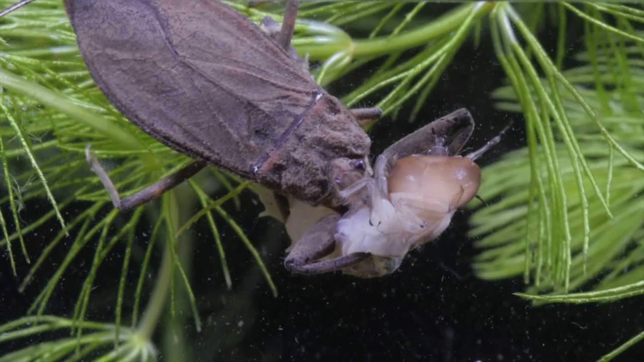 Water scorpion captured a great silver water beetle larva/Víziskorpió óriáscsibor lárvát zsákmányol