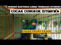 Cucak Cungkok Istimewa ~ Isian Kasaran Tajam Rapat ~Tembakan Istimewa Burung Masteran Lomba