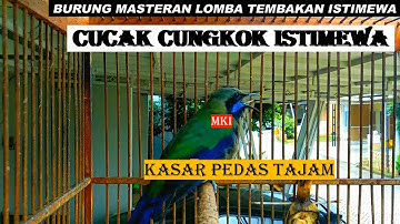 Cucak Cungkok Istimewa ~ Isian Kasaran Tajam Rapat ~Tembakan Istimewa Burung Masteran Lomba