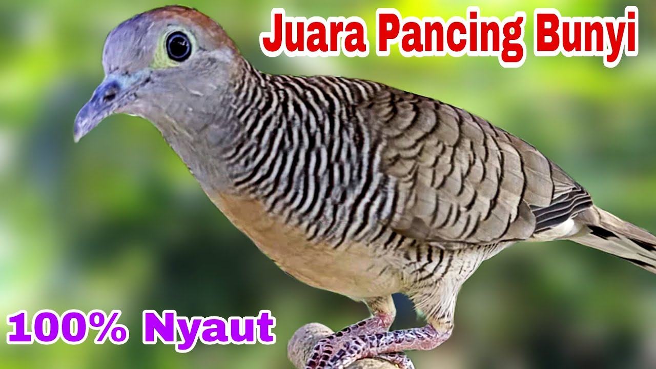 PANCINGAN PERKUTUT JUARA PANCING BUNYI 100% AMPUH BIKIN SEMUA PERKUTUT LANGSUNG NYAUT RIBUT