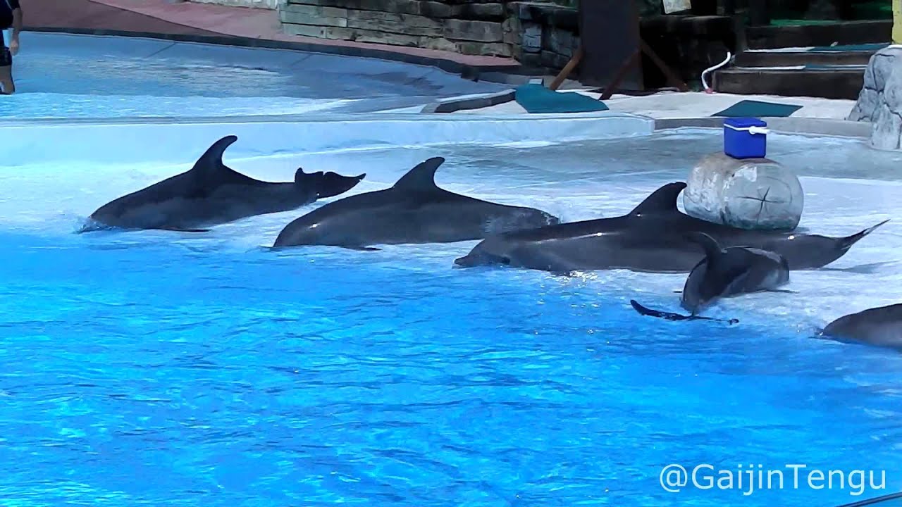 Visita a Selwo Marina - Delfinarium