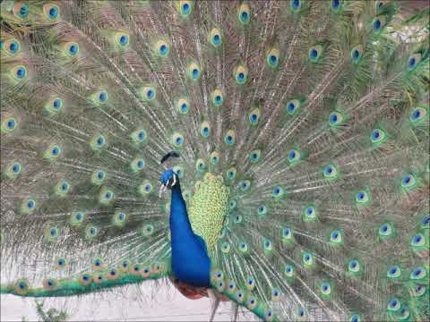 An Egret Joins the Peafowl