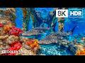 Unreal Deep Ocean Creatures in 8K HDR | Dolby Vision™