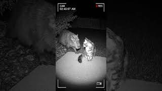 Why Is There a Capybara in My Neighborhood?😳😮👀 #animallovers #animals #backyard #cctv