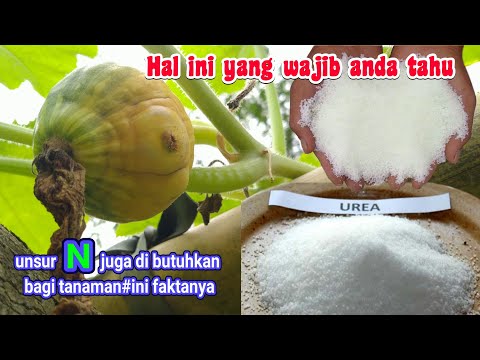 Video: Mengapa Biji Labu, Zucchini Dan Labu Tidak Tumbuh