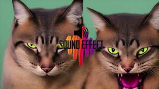 Angry Cat Hissing s [Free Audio] by Er3n Sound Effect