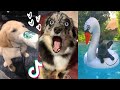 Are These The Funniest Doggos on TikTok?  Cutest Puppies Compilation  [2021]