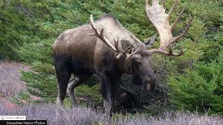 Can Two Bull Moose Coexist in the Same Territory? #bullmoose