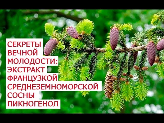Секреты вечной молодости экстракт французкой среднеземноморской сосны Пикногенол