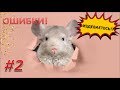 Грубые ошибки содержания ШИНШИЛЛ!#2