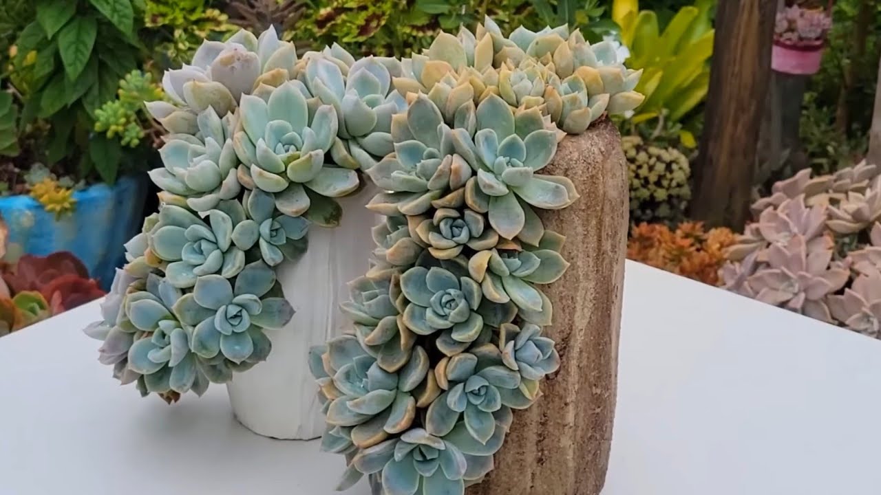 Exposição dos  ARRANJOS mais lindos, parte 1.