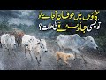 Heavy rain in village with Desi cows | Beautiful rural life scene | natural sounds |