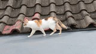 20211229  10yo cat on rooftop | Kucing 10 tahun manjat atap