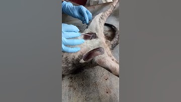 Cat Dissection Part 2