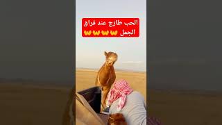 الحب طازج عند فراق الجمل camel animal nature camelrider viralvideos الابل