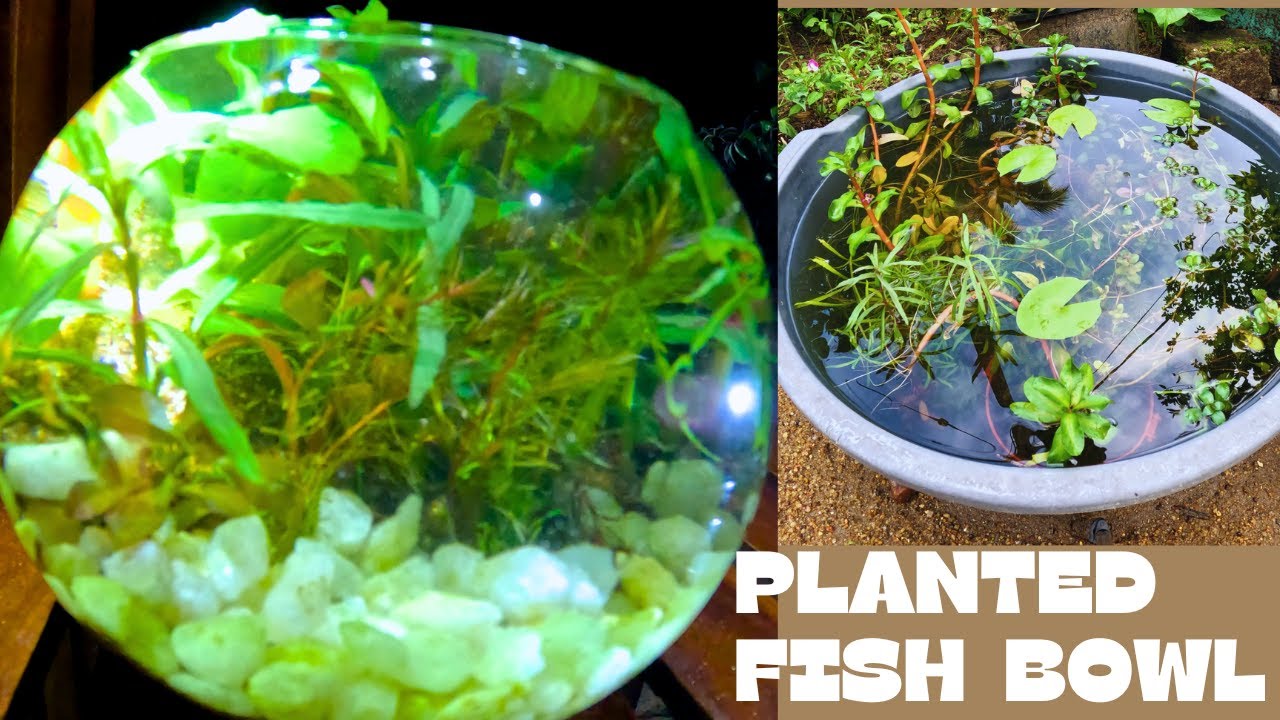 The shocking secrets of a planted fish bowl😍🌿🌿Tankful fish plantedtank
