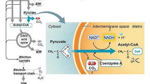 Chapter 7   cellular respiration stages 1 3